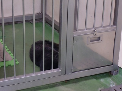 とらきち の ねこさん日記