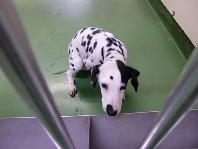 とらきち の ねこさん日記