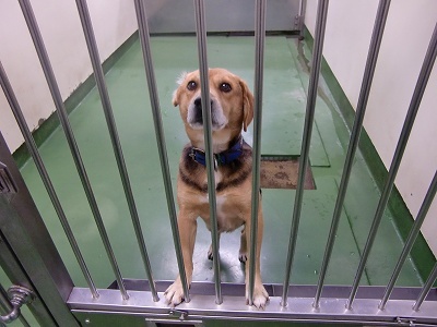 とらきち の ねこさん日記