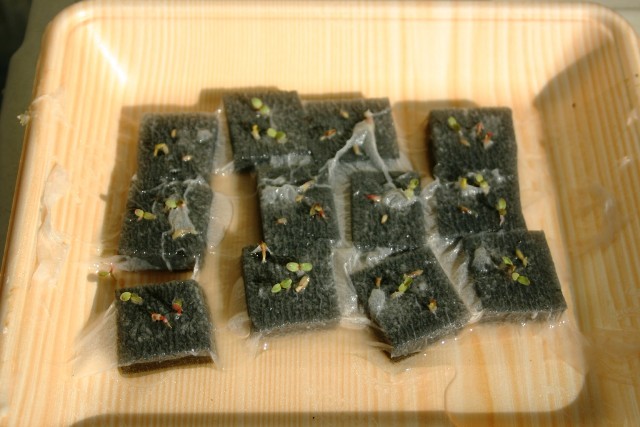 サラリーマンの気ままな家庭菜園-11/29