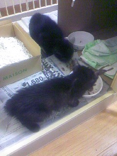 きじとら☆茶とら＋はちわれ