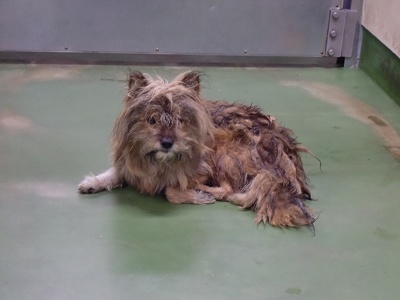 とらきち の ねこさん日記