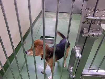 とらきち の ねこさん日記