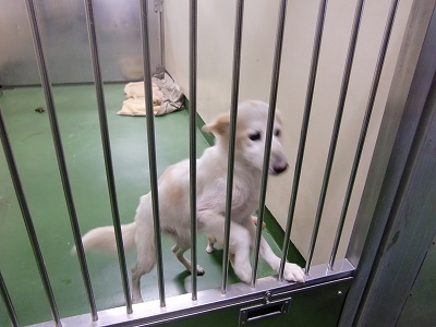 とらきち の ねこさん日記