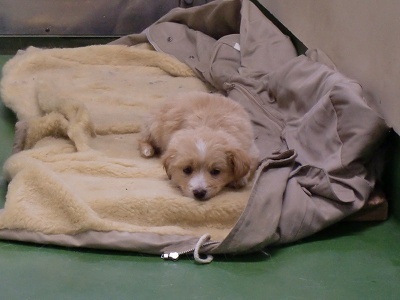 とらきち の ねこさん日記