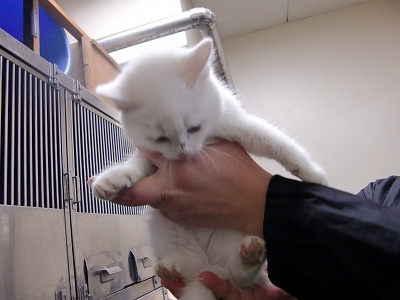 とらきち の ねこさん日記