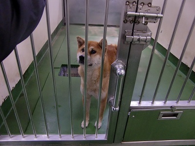 とらきち の ねこさん日記