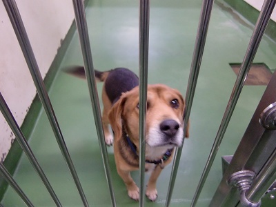 とらきち の ねこさん日記