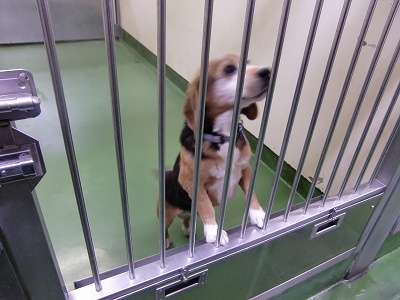 とらきち の ねこさん日記