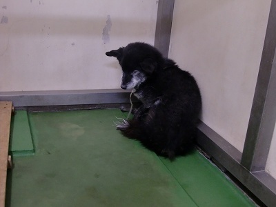 とらきち の ねこさん日記