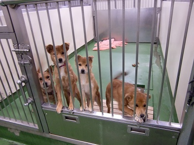 とらきち の ねこさん日記