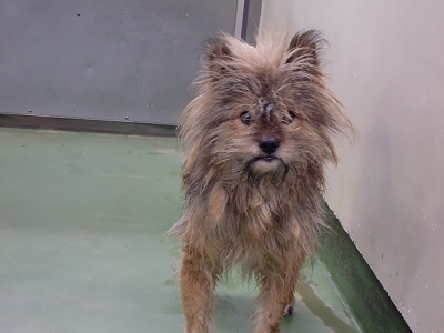 とらきち の ねこさん日記