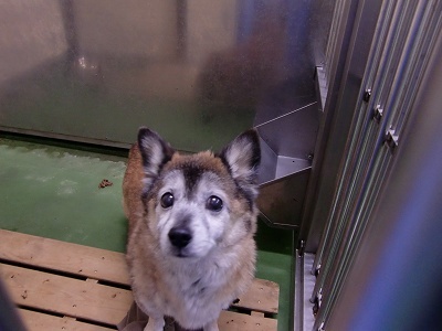 とらきち の ねこさん日記