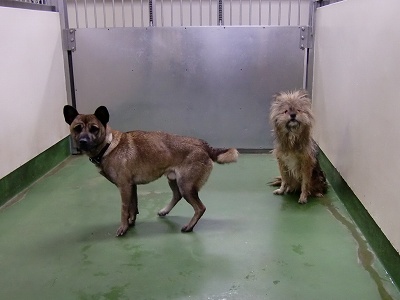 とらきち の ねこさん日記