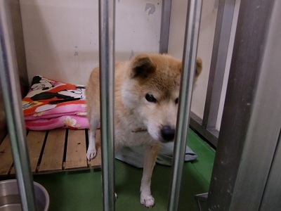 とらきち の ねこさん日記