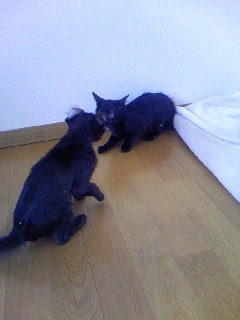 きじとら☆茶とら＋はちわれ