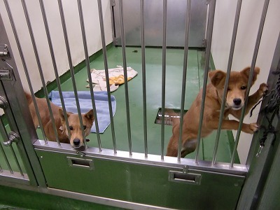 とらきち の ねこさん日記