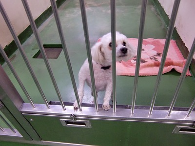 とらきち の ねこさん日記