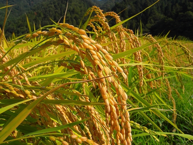 気功体験談 気功教室日之本元極-農業用場創りセットを設置した田圃