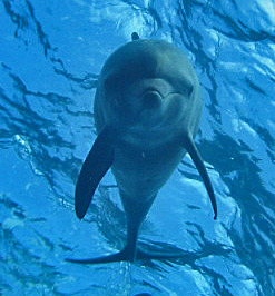 イルカの海は 今 イルカと泳ぐ ドルフィンスイム ツアー 御蔵 利島 ハワイ おひとり様歓迎 自然セラピ マインドフルネス 人見道夫