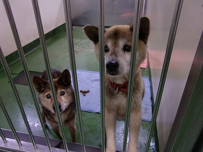 とらきち の ねこさん日記