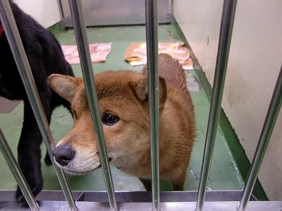 とらきち の ねこさん日記