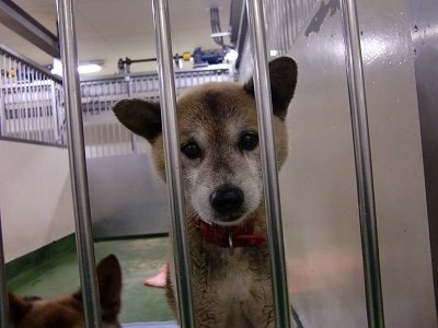 とらきち の ねこさん日記