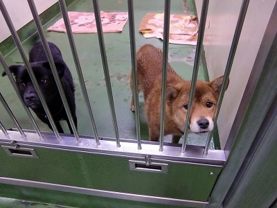 とらきち の ねこさん日記