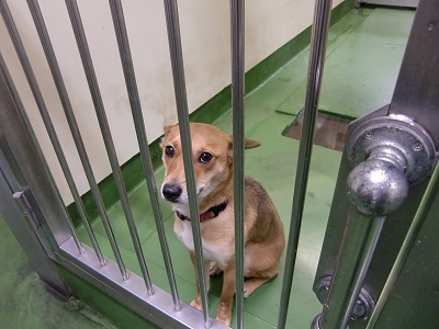 とらきち の ねこさん日記