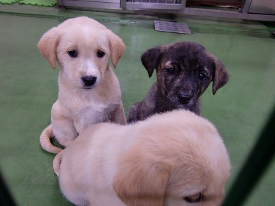 とらきち の ねこさん日記