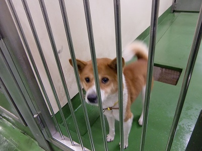 とらきち の ねこさん日記