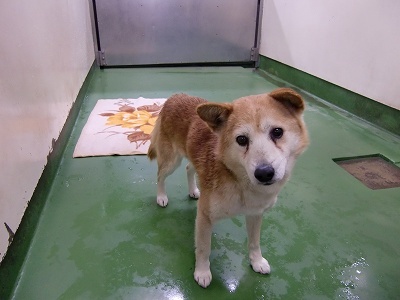 とらきち の ねこさん日記