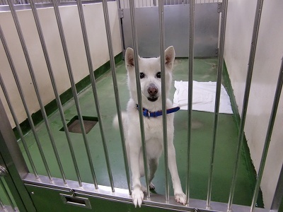 とらきち の ねこさん日記