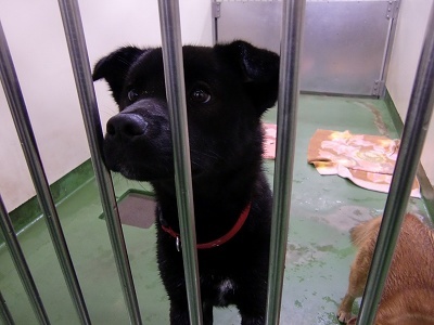 とらきち の ねこさん日記