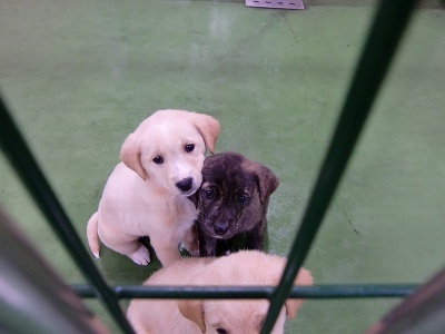 とらきち の ねこさん日記