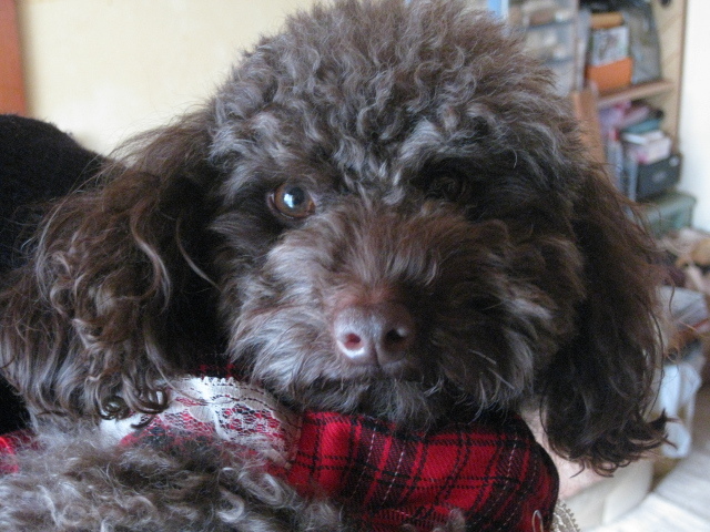 １ダースのプードル＋α9