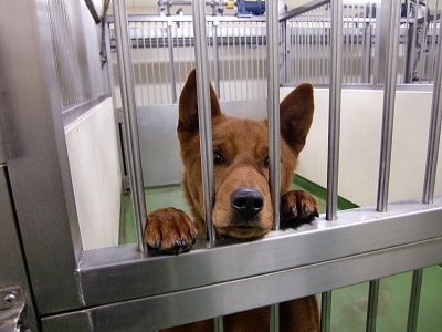 とらきち の ねこさん日記