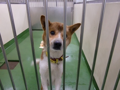 とらきち の ねこさん日記