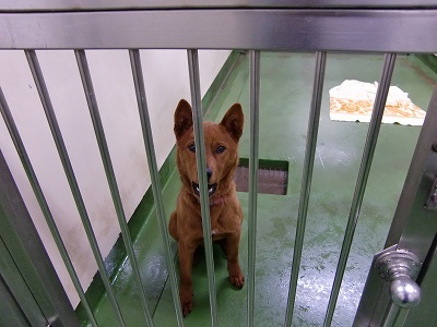 とらきち の ねこさん日記