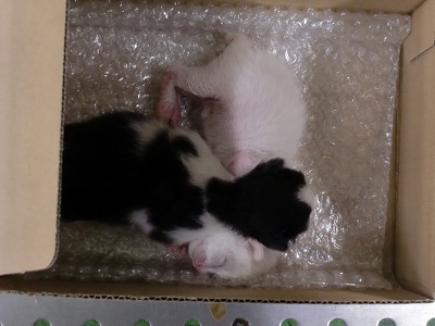 とらきち の ねこさん日記