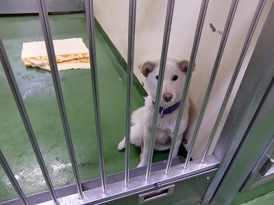 とらきち の ねこさん日記