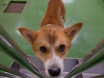 とらきち の ねこさん日記