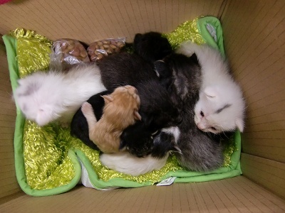 とらきち の ねこさん日記