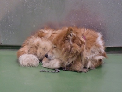 とらきち の ねこさん日記