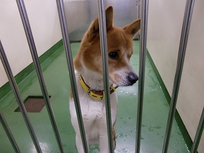 とらきち の ねこさん日記