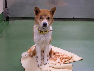 とらきち の ねこさん日記