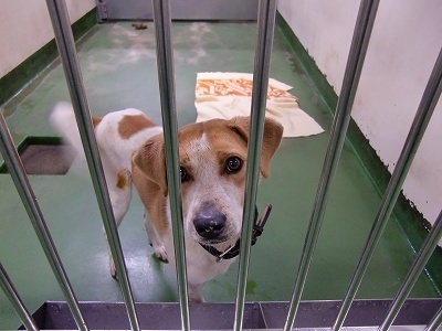 とらきち の ねこさん日記