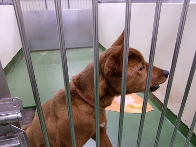 とらきち の ねこさん日記