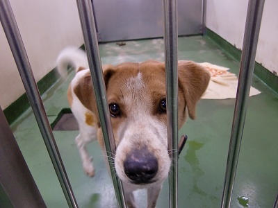 とらきち の ねこさん日記