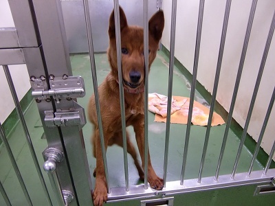 とらきち の ねこさん日記